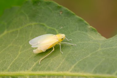 leafhopper tamamlanan perileri metamorfoz
