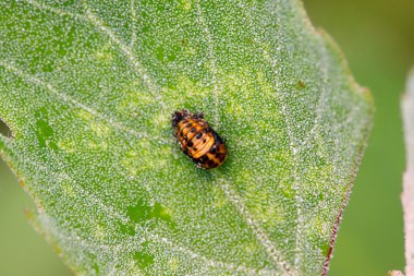 harmonia axyridis böcek pupa