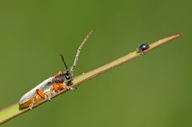 Coleoptera cerambycidae böcekler
