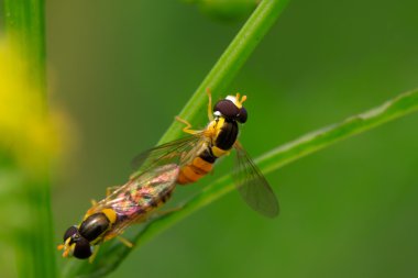 syrphidae böcekler