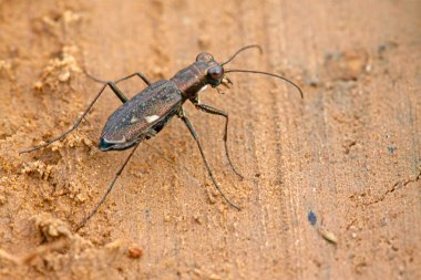 Kaplan böceği böcek - cicindelidae