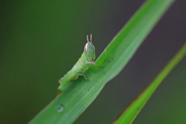 Oxya 애벌레 — 스톡 사진