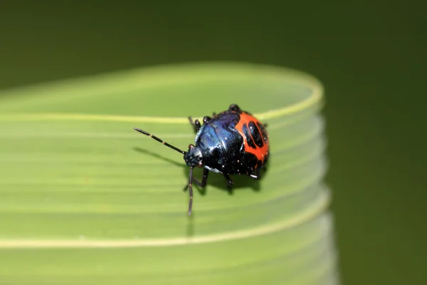 Cimice puzzolente — Foto Stock