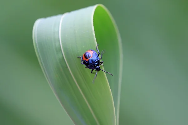 Stinkbug — стокове фото