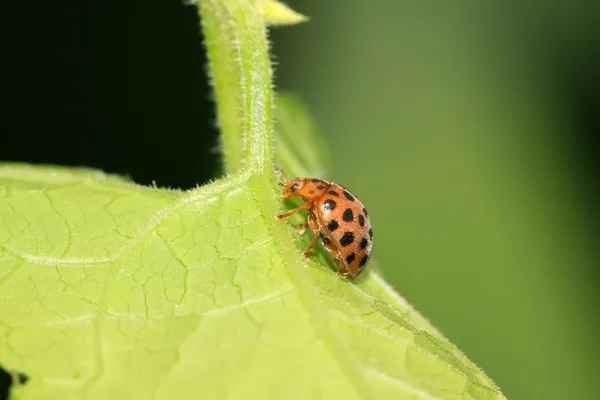 Coccinelle des pommes de terre — Photo