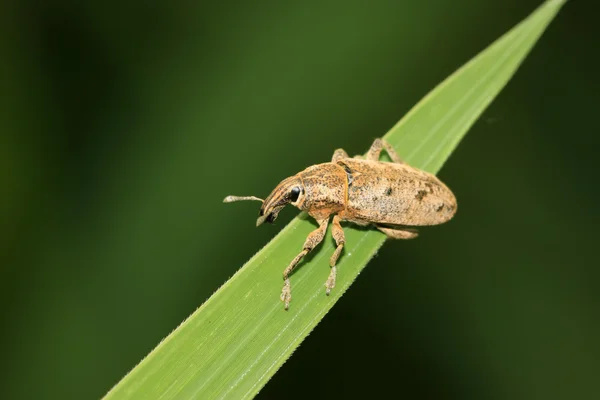 Een weevil op het groene blad — Stockfoto