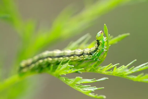 Insekter larver på ett grönt blad — Stockfoto