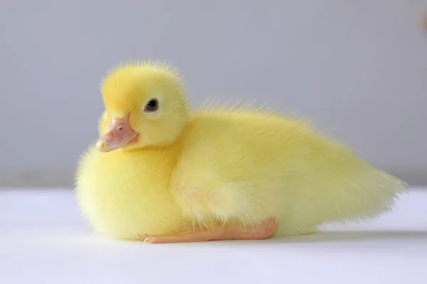 Ducklings — Stock Photo, Image