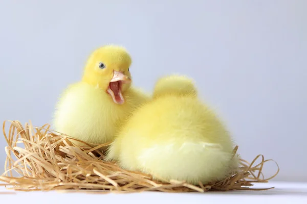 Ducklings — Stock Photo, Image