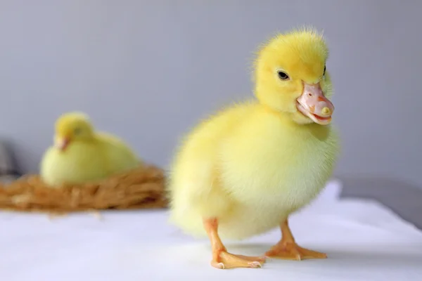 Ducklings — 스톡 사진