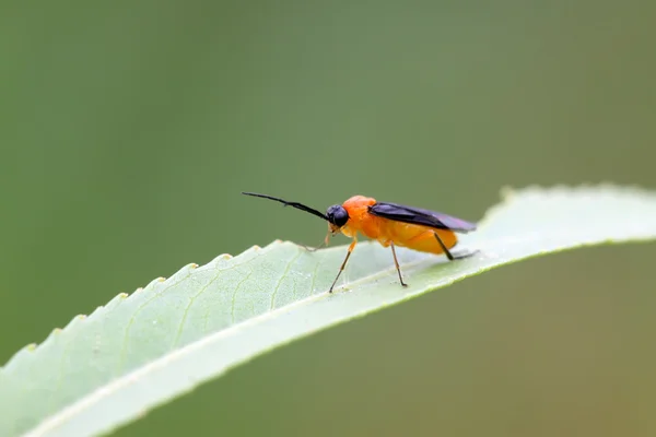 Червоний Бджола комах — стокове фото
