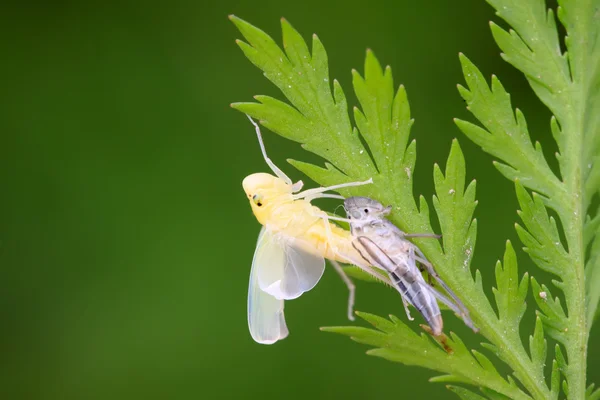 Leafhopper 완료 nymphs 변 태 — 스톡 사진