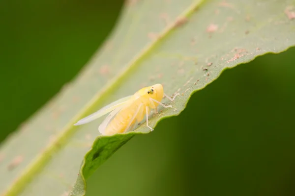 Leafhopper-Nymphen haben gerade ihre Metamorphose abgeschlossen — Stockfoto