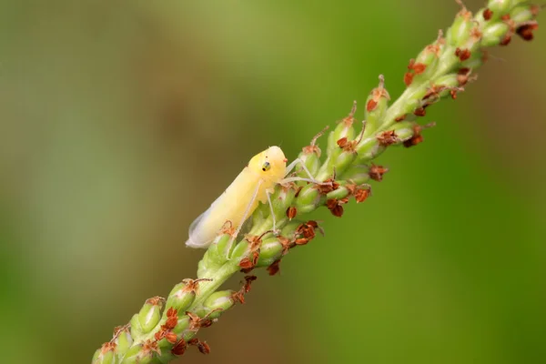 Le ninfe di Leafhopper hanno appena completato la metamorfosi — Foto Stock