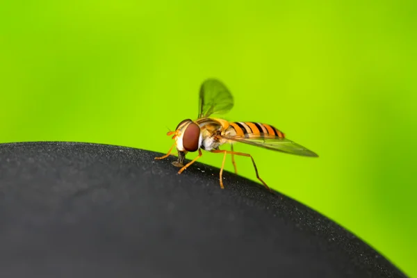 Dvoukřídlí syrphidae hmyz — Stock fotografie