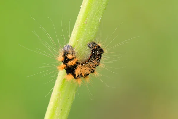 A caterpillar on the plant stem — Stock Photo, Image