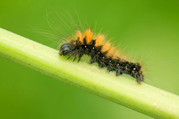 Une chenille sur la tige de la plante — Photo