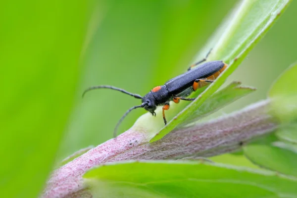 Coleoptera cerambycidae rovarok — Stock Fotó