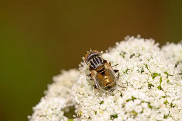 Syrphidae insecten — Stockfoto