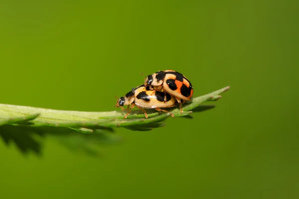 Lieveheersbeestje — Stockfoto