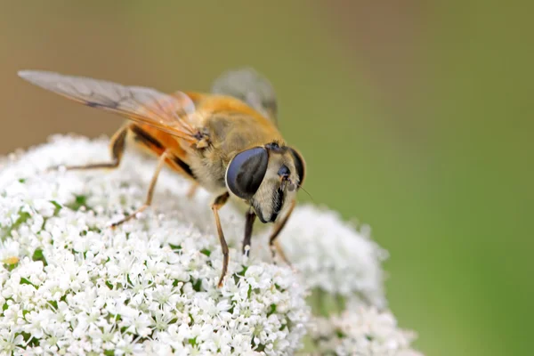 Diptera syrphidae insects — Stock Photo, Image