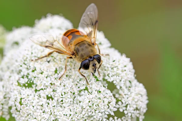 Diptera syrphidae 곤충 — 스톡 사진
