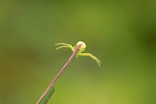 蟹蜘蛛 — 图库照片