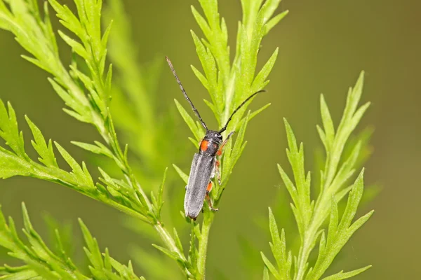 딱정벌레목 cerambycidae 곤충 — 스톡 사진