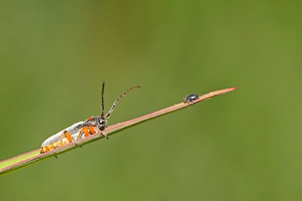 Насекомые Coleoptera cerambycidae — стоковое фото