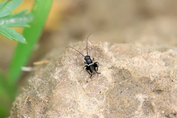 Cricket nimfen — Stockfoto