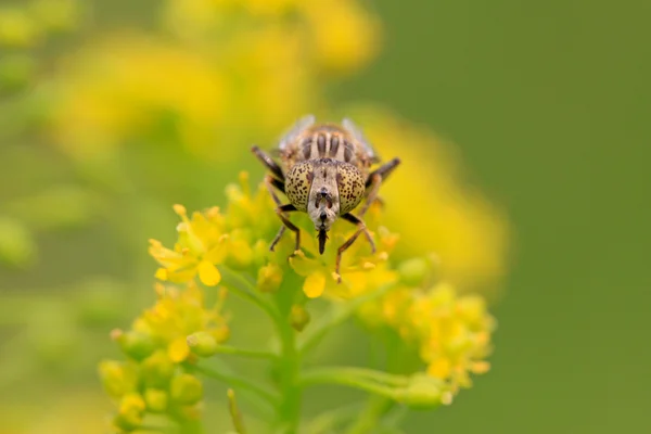 Syrphidae έντομα — Φωτογραφία Αρχείου