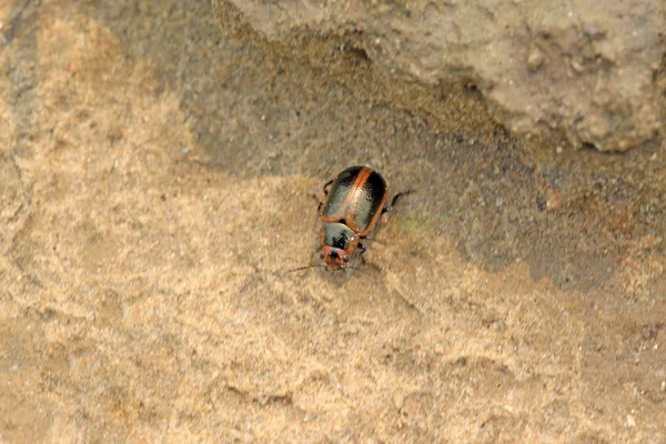 Escarabajo — Foto de Stock