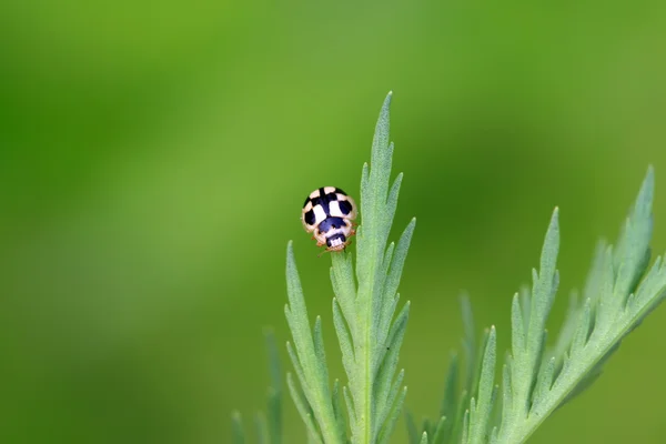 Ladybug — Stock Photo, Image