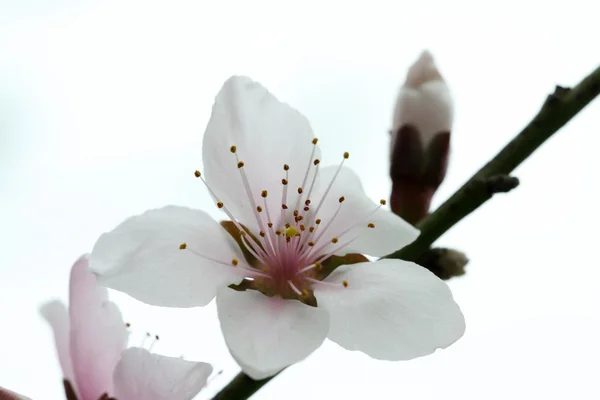 Fiori di pesca — Foto Stock