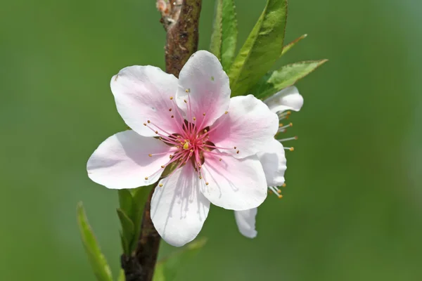 Flores de melocotón — Foto de Stock