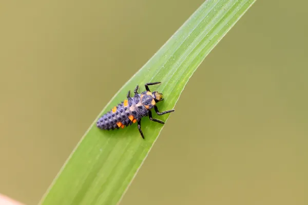 Harmonia axyridis larwy — Zdjęcie stockowe