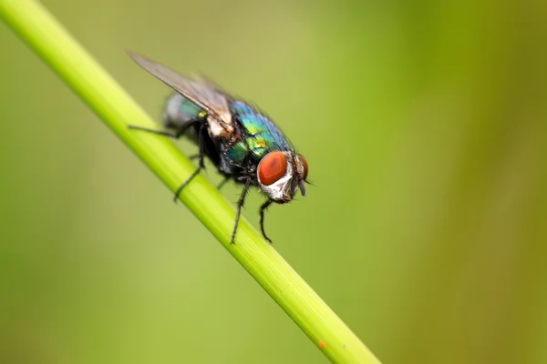 Rödhuvad flugor — Stockfoto