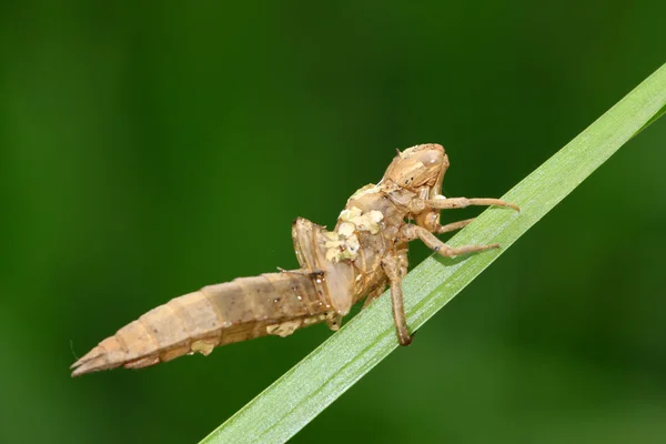 Dragonfly pupa shell on the green leaf — Stock Photo, Image