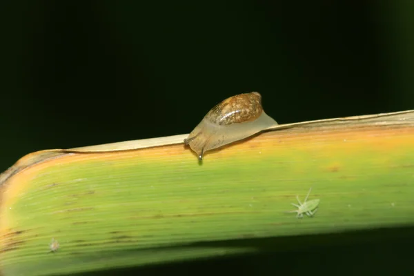 Caracóis nas plantas — Fotografia de Stock