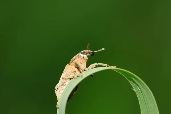 Um gorgulho na folha verde — Fotografia de Stock