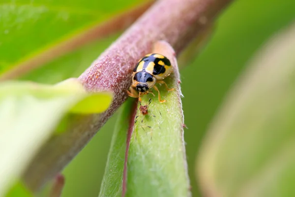 Coccinelle sur la feuille verte — Photo