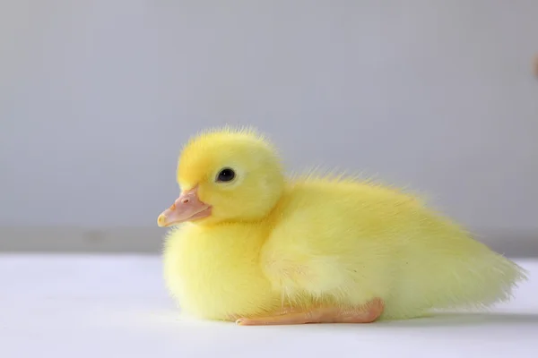 Ducklings — Stock Photo, Image