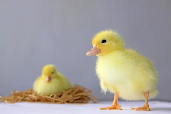 Ducklings — 스톡 사진