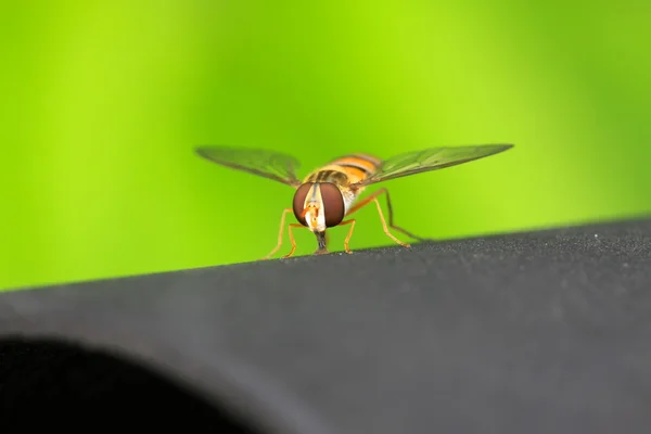 Serangga syrphidae Diptera — Stok Foto