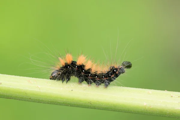 Une chenille sur la tige de la plante — Photo