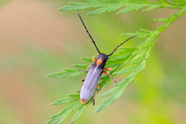 Coleoptera cerambycidae insects — Stock Photo, Image
