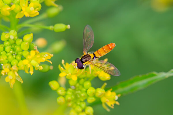 Diptera syrphidae insects