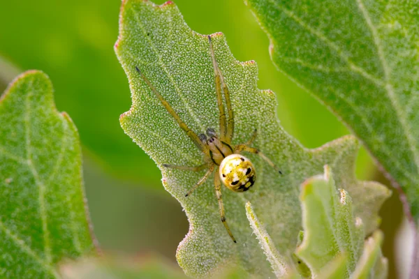 Spinne — Stockfoto