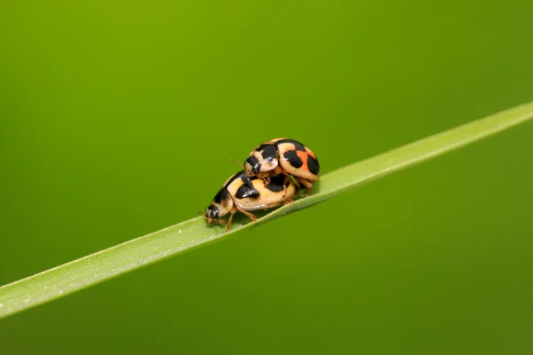 Ladybug — Stock Photo, Image