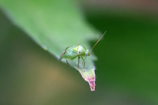 Stinkbug — Zdjęcie stockowe